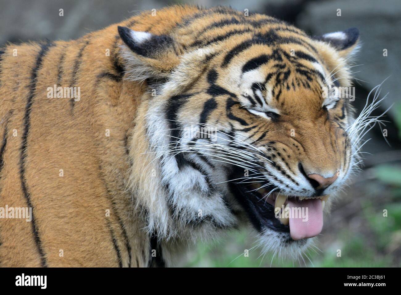 Usti Nad Labem, Czech Republic. 19th June, 2020. Two years old Malayan  tiger called Bulan yawns inside its enclosure at the Usti nad Labem Zoo.  Male Bulan born at Prague Zoo. In