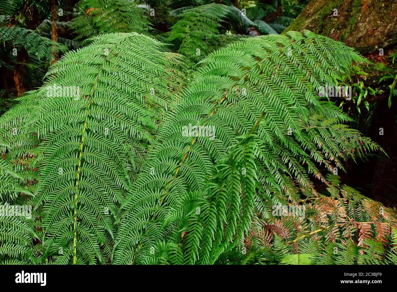 Rain forest conservation hi-res stock photography and images - Alamy