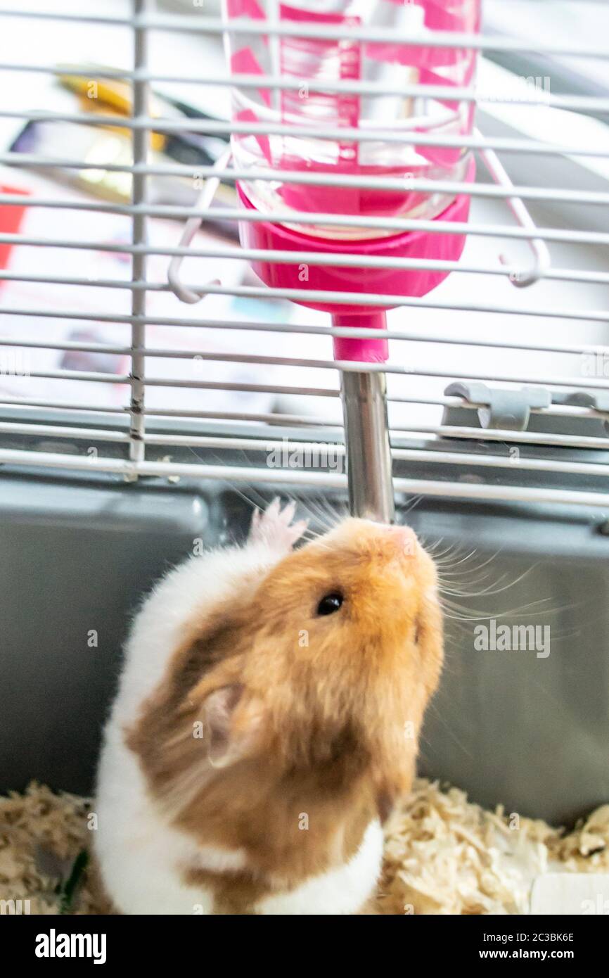 hamster drinking