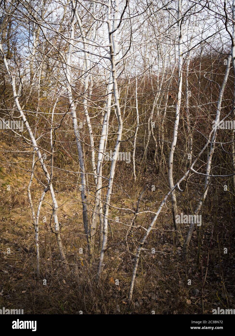 Young trees birches in th woodland Stock Photo