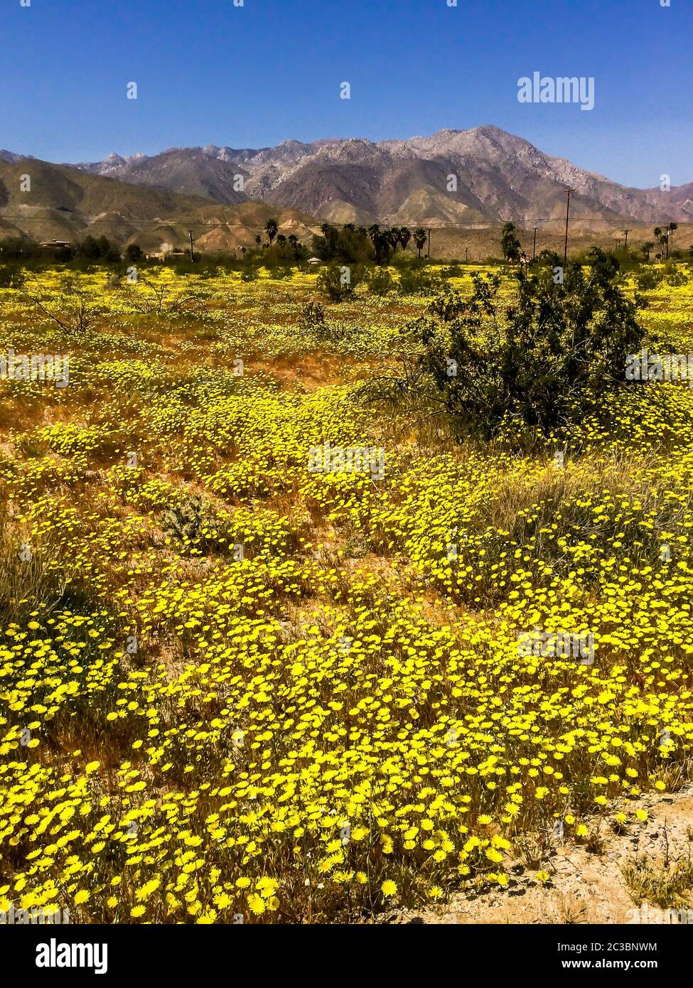 Wild flowers in bloom at springtime in the AnzaBorrego Desert State