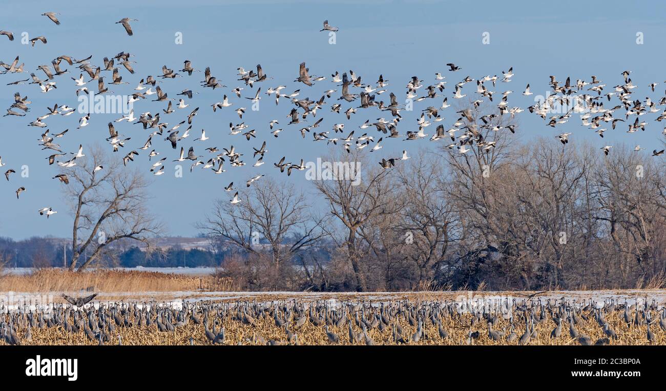 Geese and Cranes taking off from a Roosting Ground near Kearney, Nebraska Stock Photo