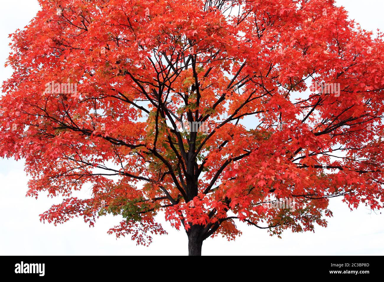 Red maple tree Stock Photo - Alamy