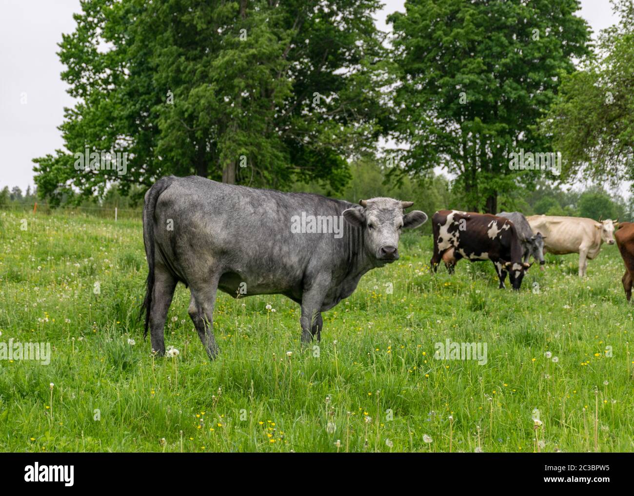 summer landscape with a herd of cows in a green meadow Stock Photo - Alamy