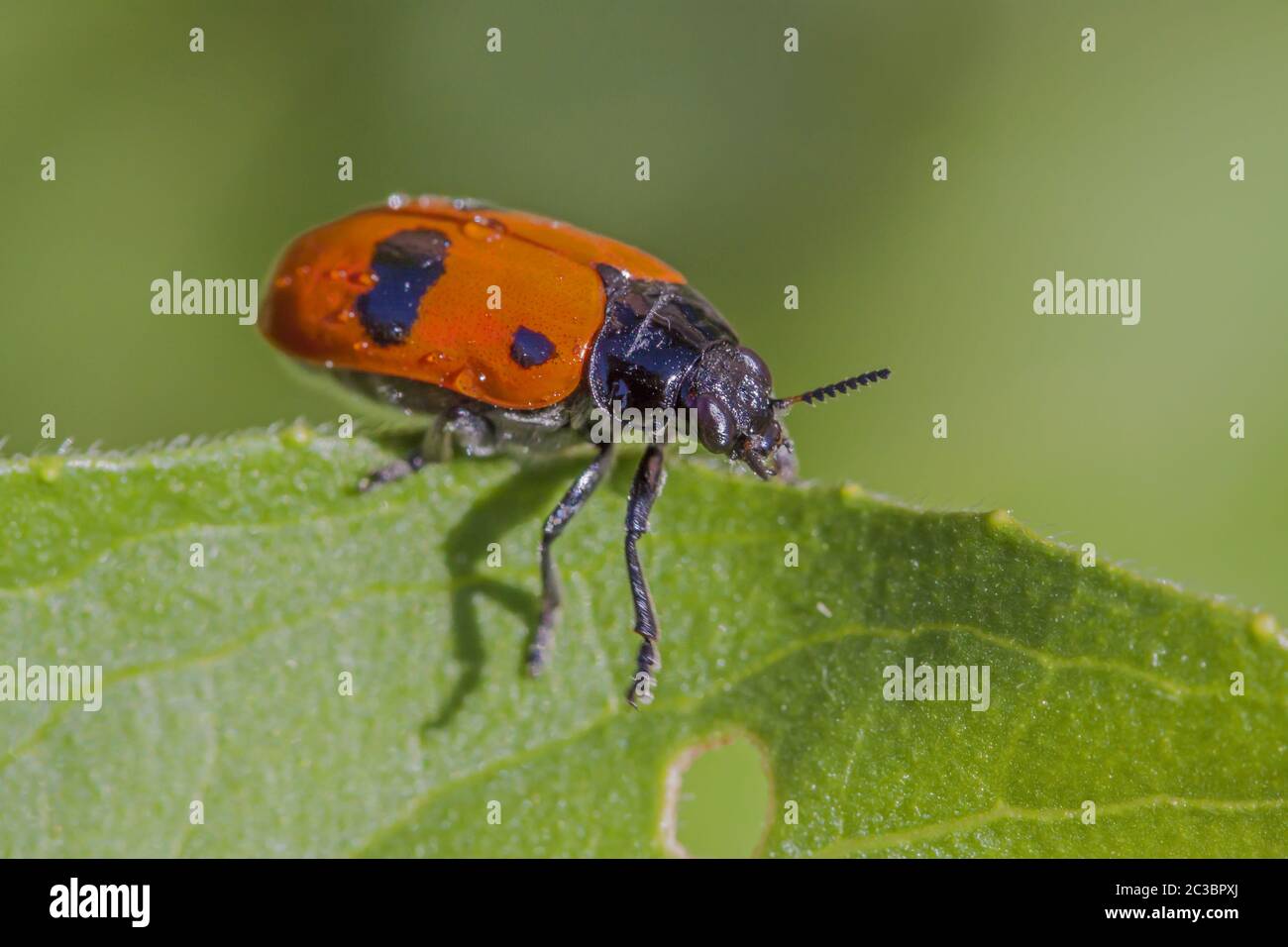 Ant bag beetle 'Clytra laeviuscula' Stock Photo