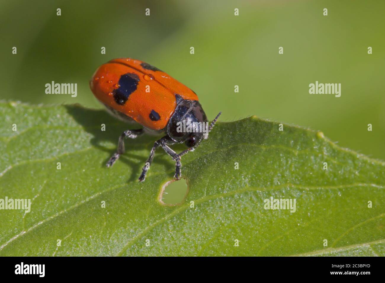 Ant bag beetle 'Clytra laeviuscula' Stock Photo