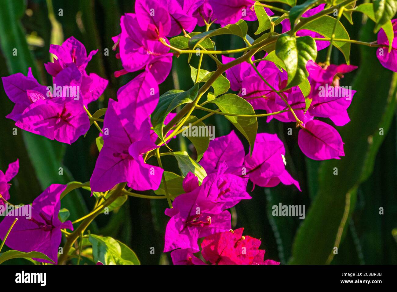 detail of the flowering of the Bougainvillea plant Stock Photo - Alamy