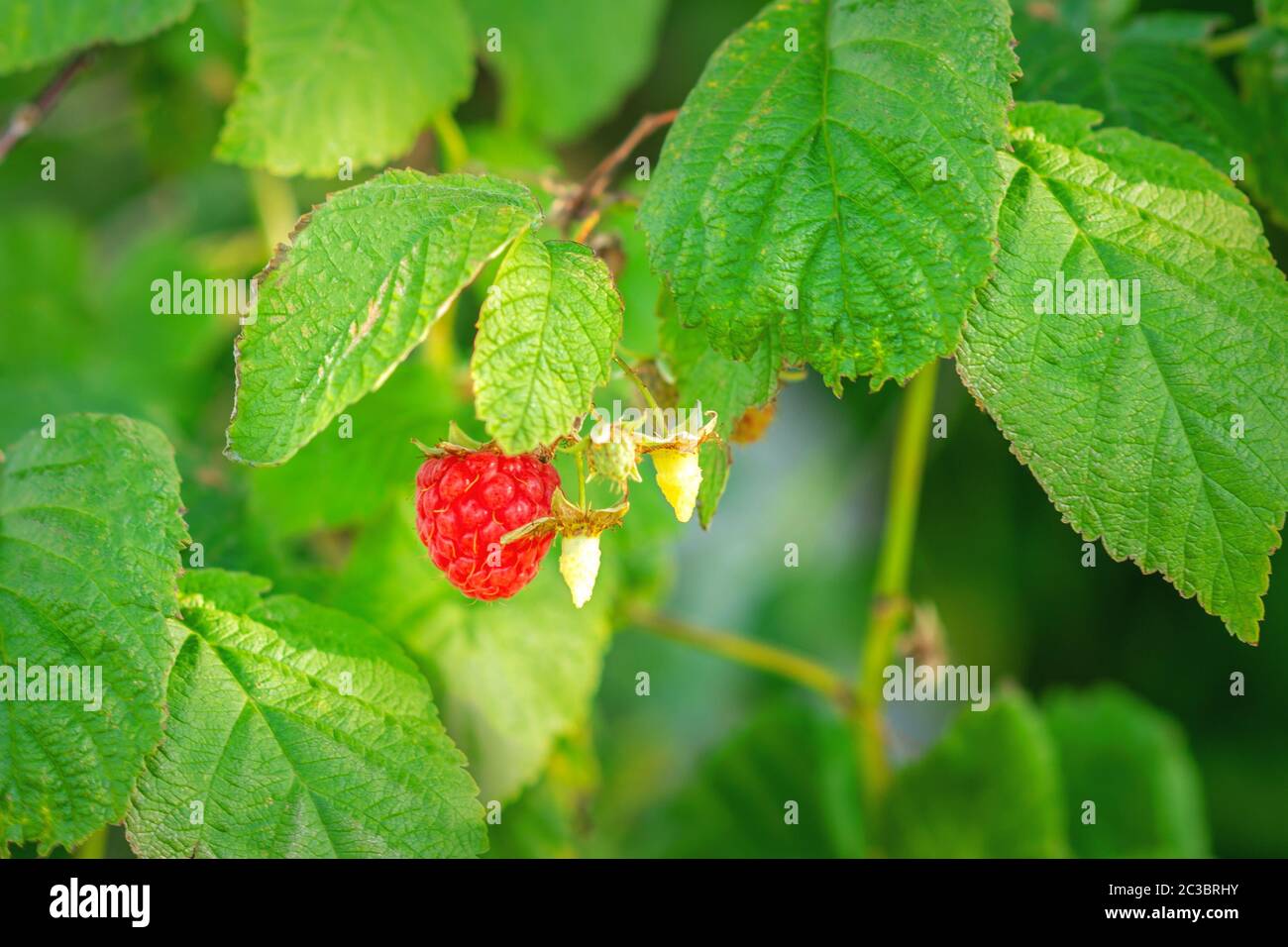 Lush green raspberry leaves hi-res stock photography and images - Alamy
