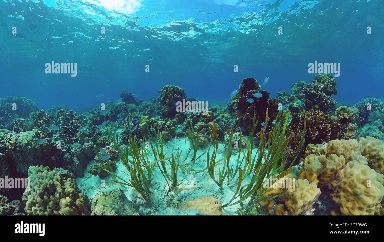 Beautiful underwater world with coral reef and tropical fishes. Panglao, Bohol, Philippines