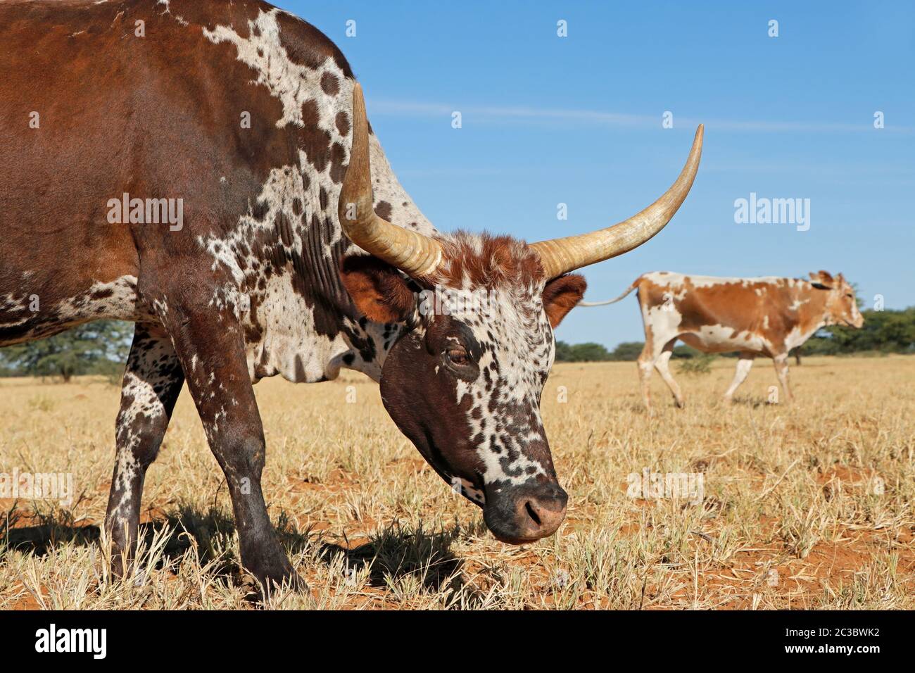 Portrait of a Nguni  cow - indigenous cattle breed of South Africa Stock Photo