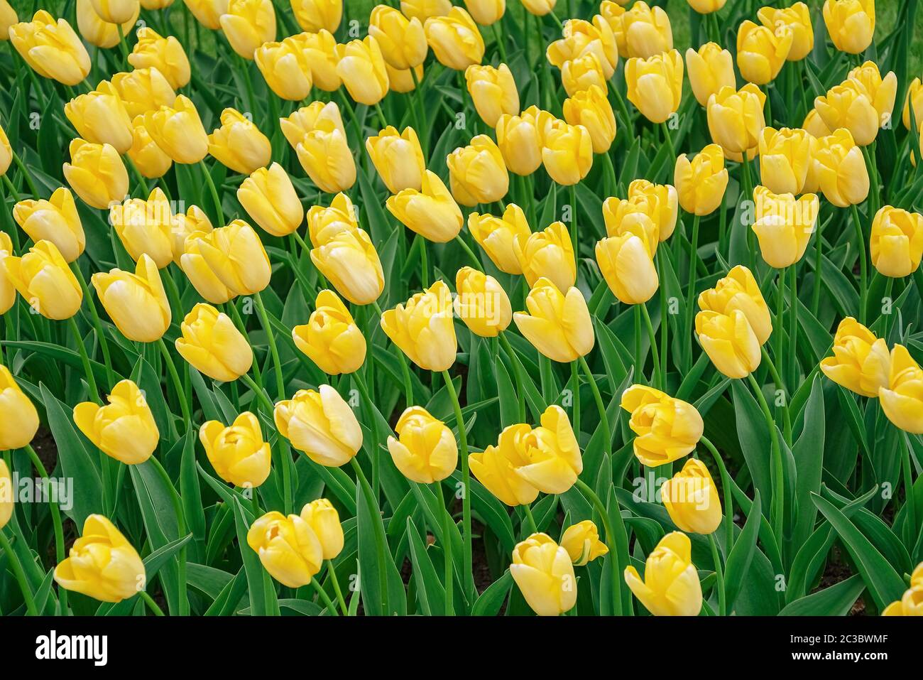 Flowerbed of tulips in the garden Stock Photo