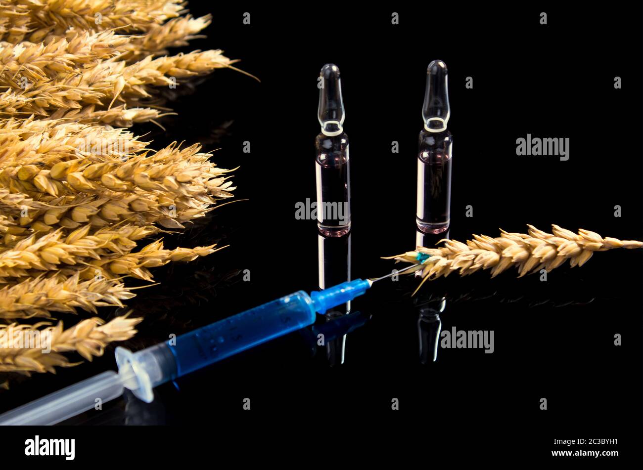 Wheat and grain tests for GMOs. Genetically modified foods. The harm of herbicides and pesticides on the human body. A syringe with a chemical substan Stock Photo