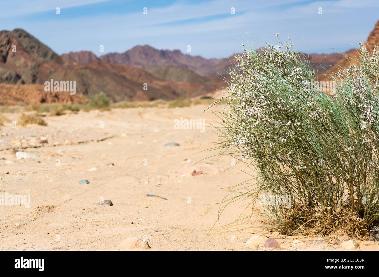 green plant with white flowers in the desert in Egypt Dahab South Sinai