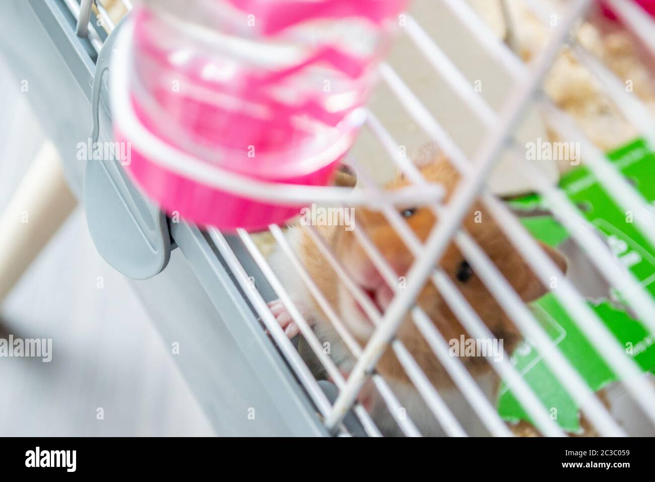 Picture of Syrian hamster against the bars of cage Stock Photo - Alamy
