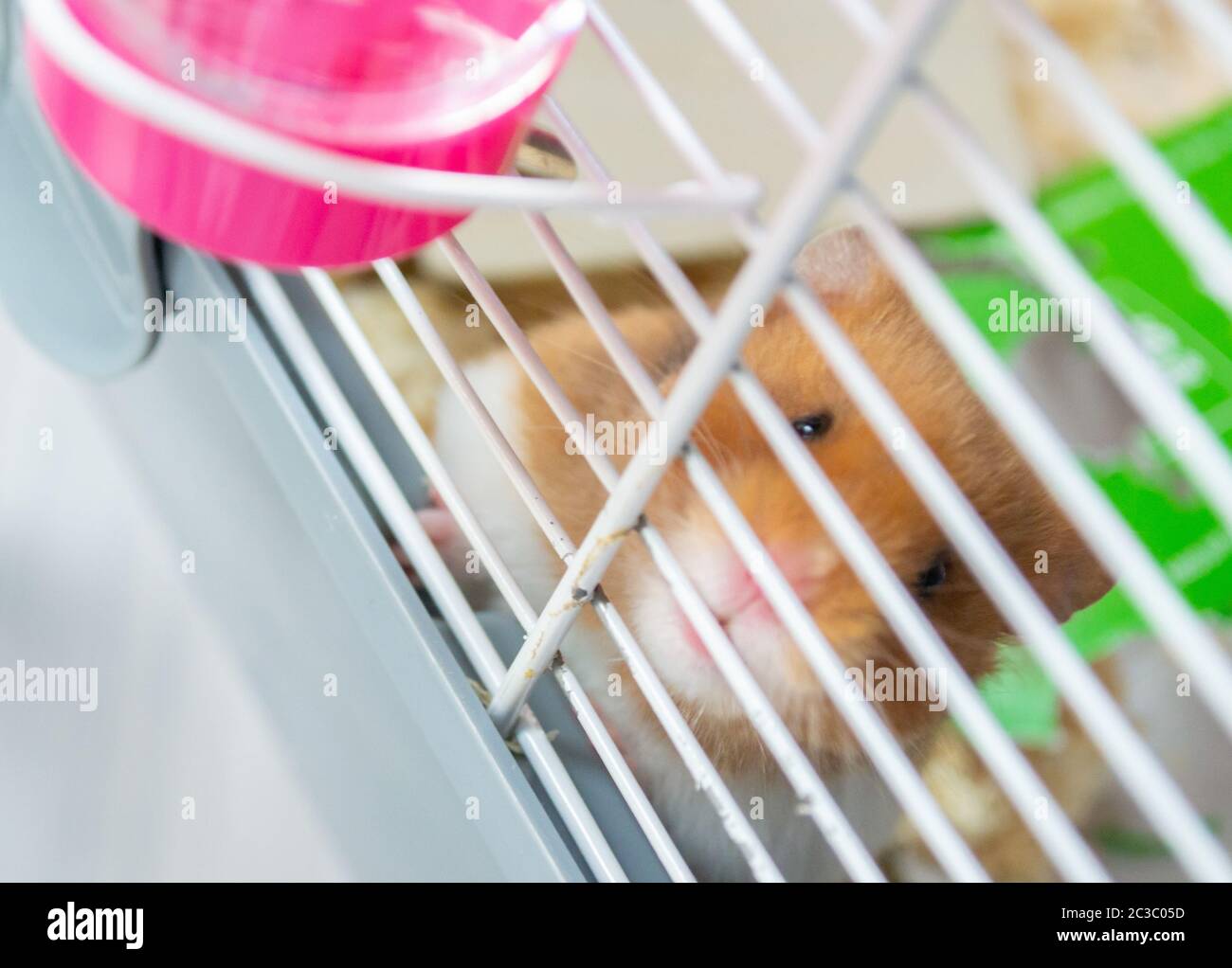Syrian hamster against the bars of cage Stock Photo Alamy