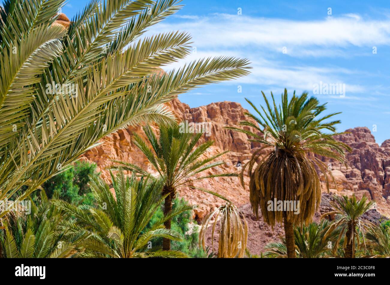 green palm trees on the background of mountains and blue sky with white clouds in Egypt Dahab South Stock Photo