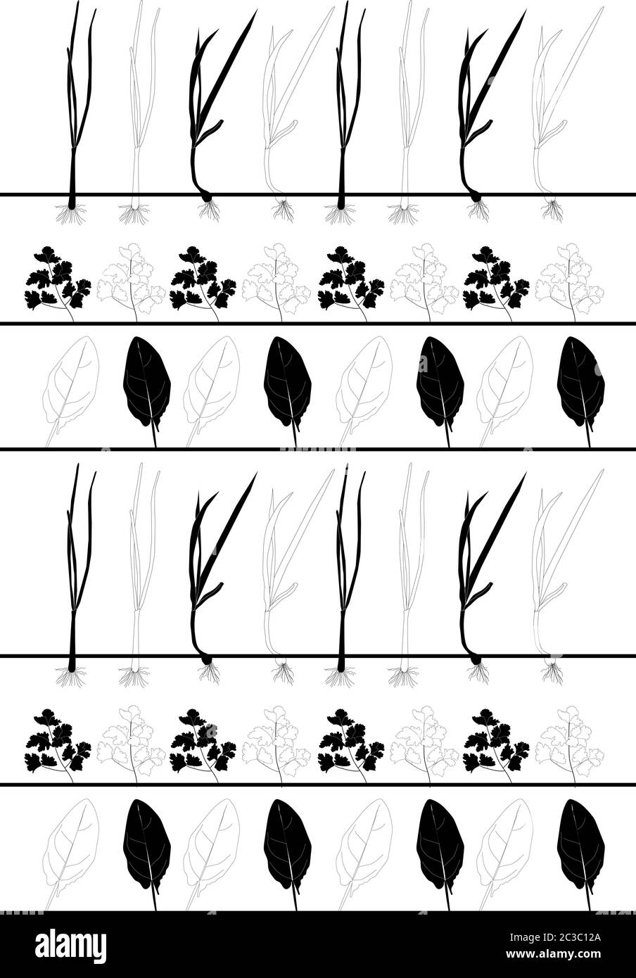 Pattern of scallions, parsley, coriander and basil growing from soil. Black and white. Vector
