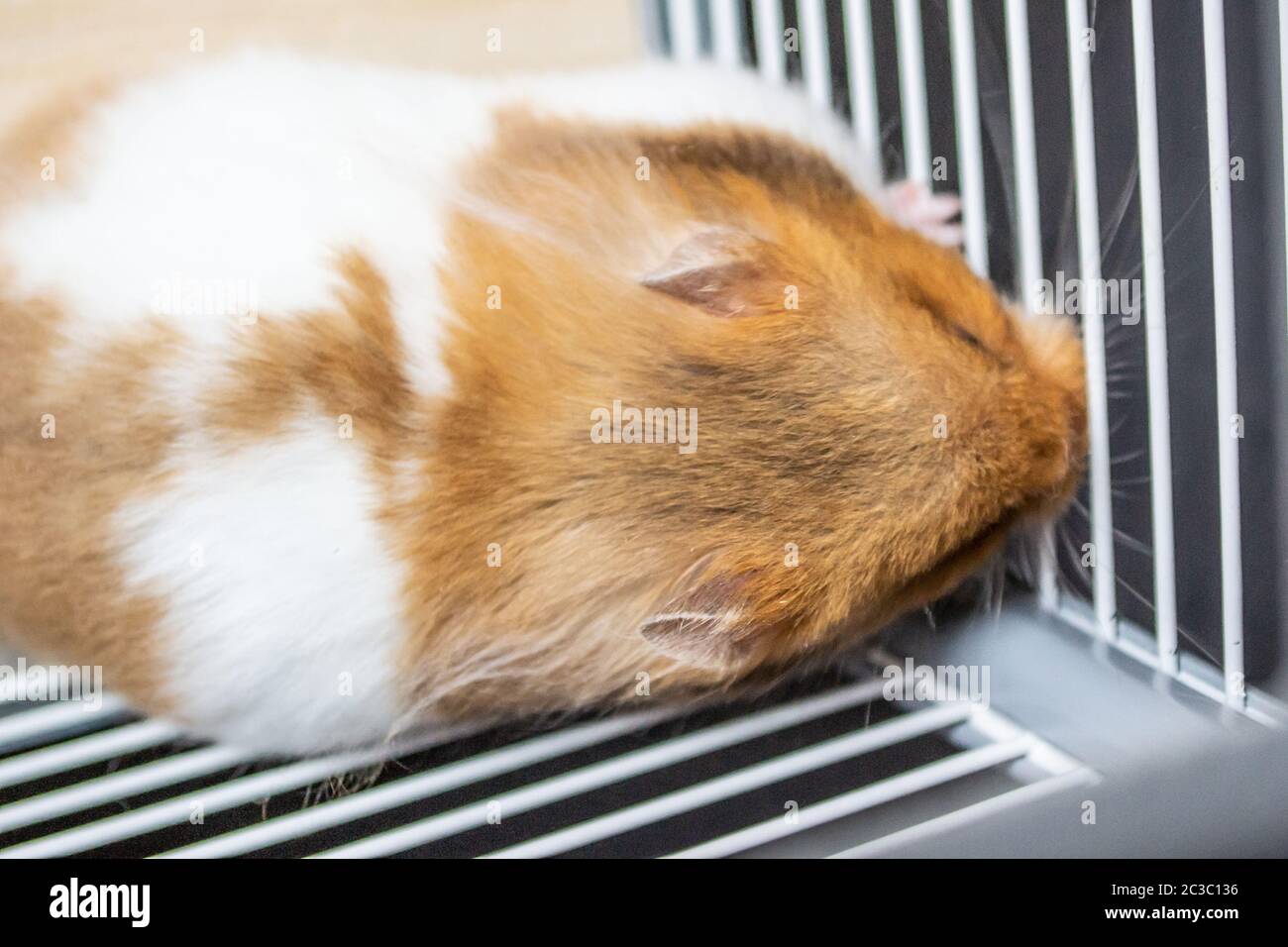 Syrian hamster against the bars of cage Stock Photo Alamy