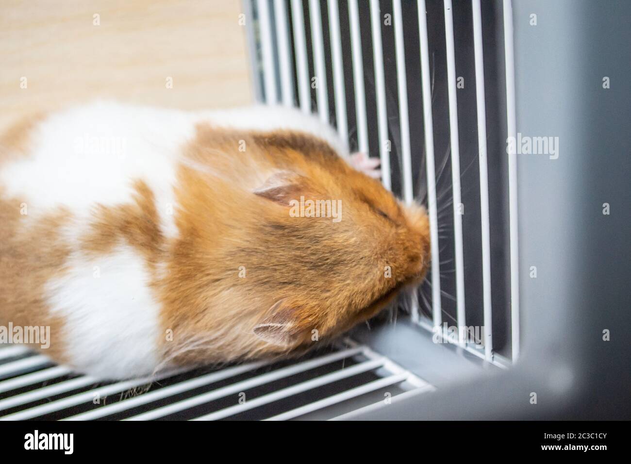 Syrian hamster against the bars of cage Stock Photo Alamy