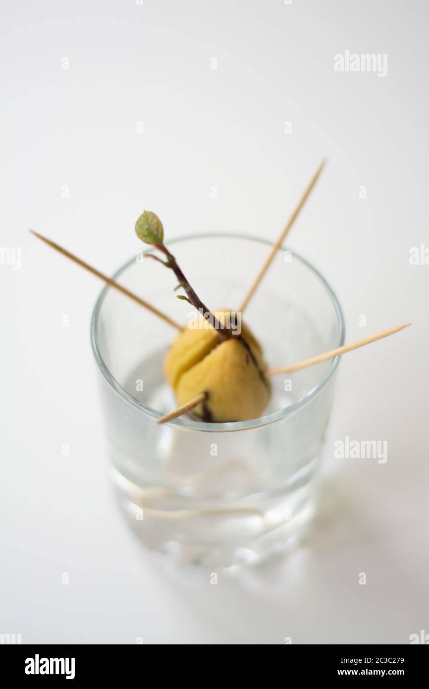 Growing avocado seedling from seed in the water. Seed is supported by