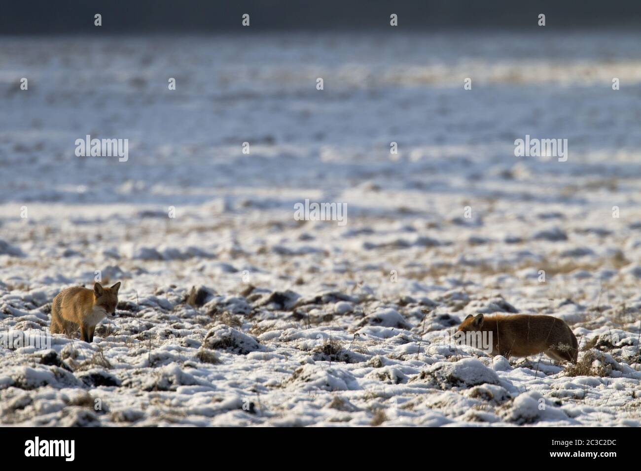 Red Foxes in the mating season Stock Photo
