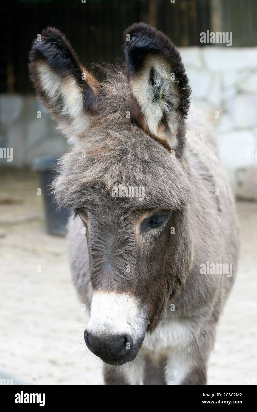Portrait shot of a grey donkey with a white mouth Stock Photo