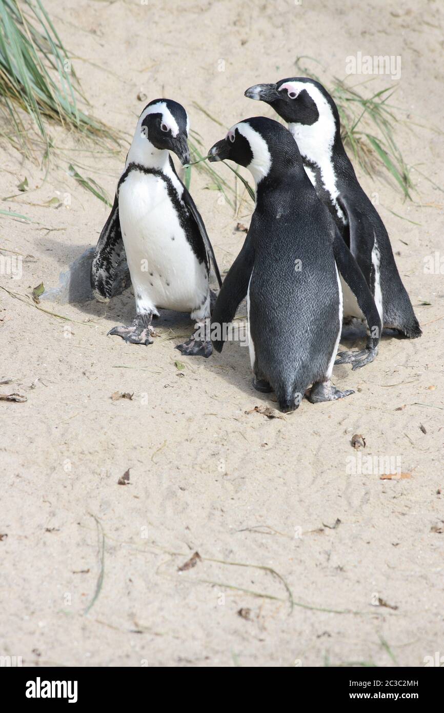 A group of Humboldt penguins (Spheniscus humboldti) Stock Photo