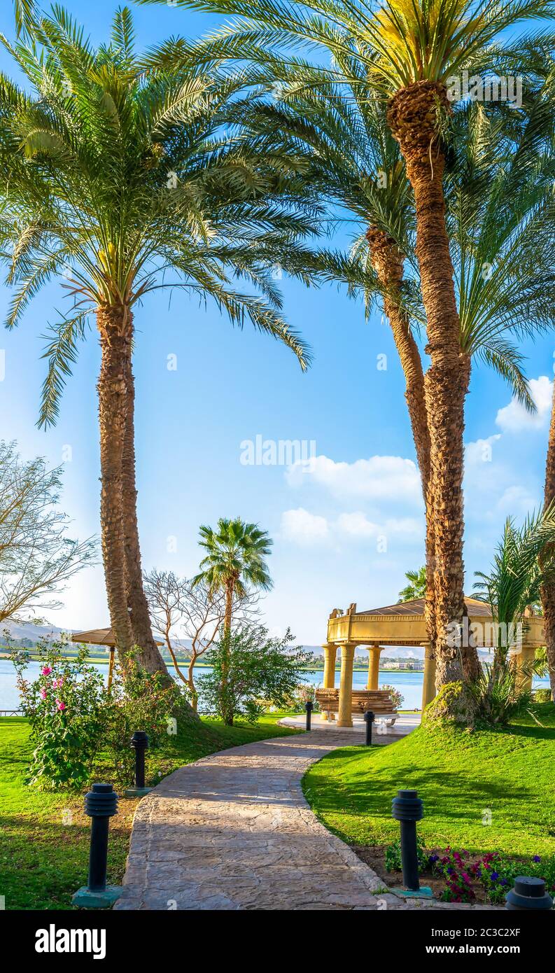 Green grass field with palm tree in public park Stock Photo - Alamy