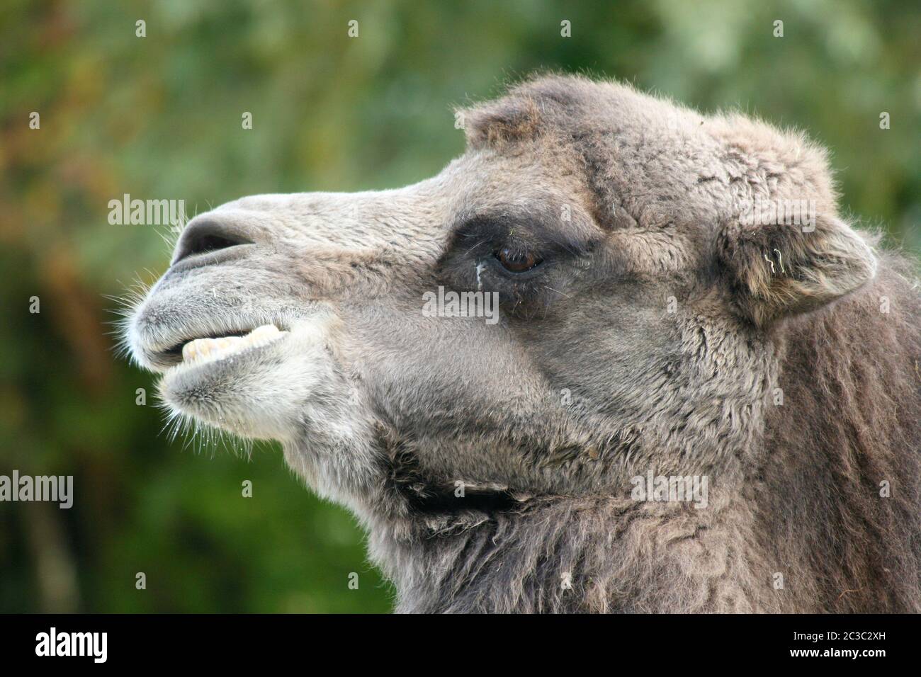 A camel portrait seen from the side Stock Photo