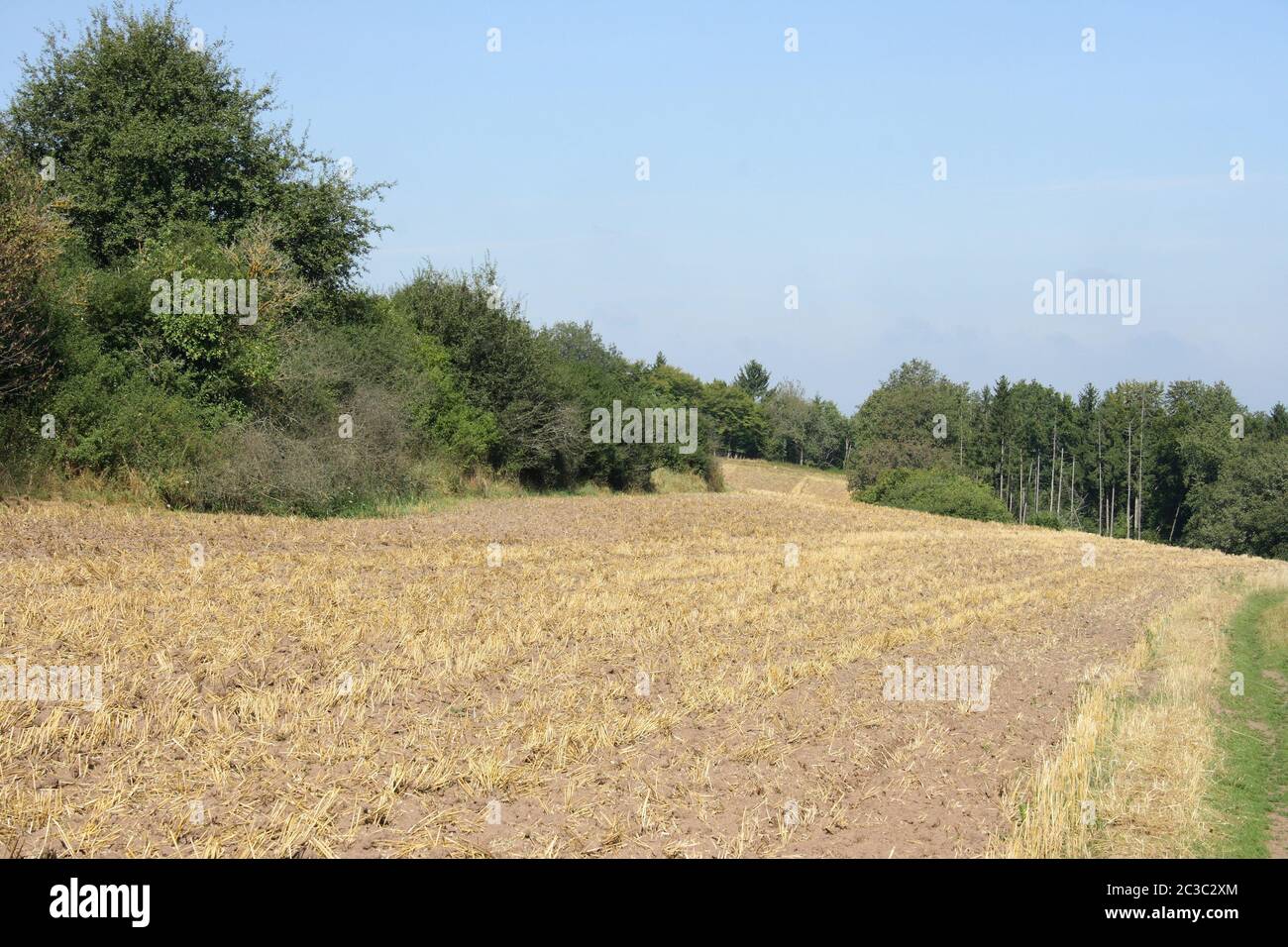 Harvested grain field with a forest in the background Stock Photo
