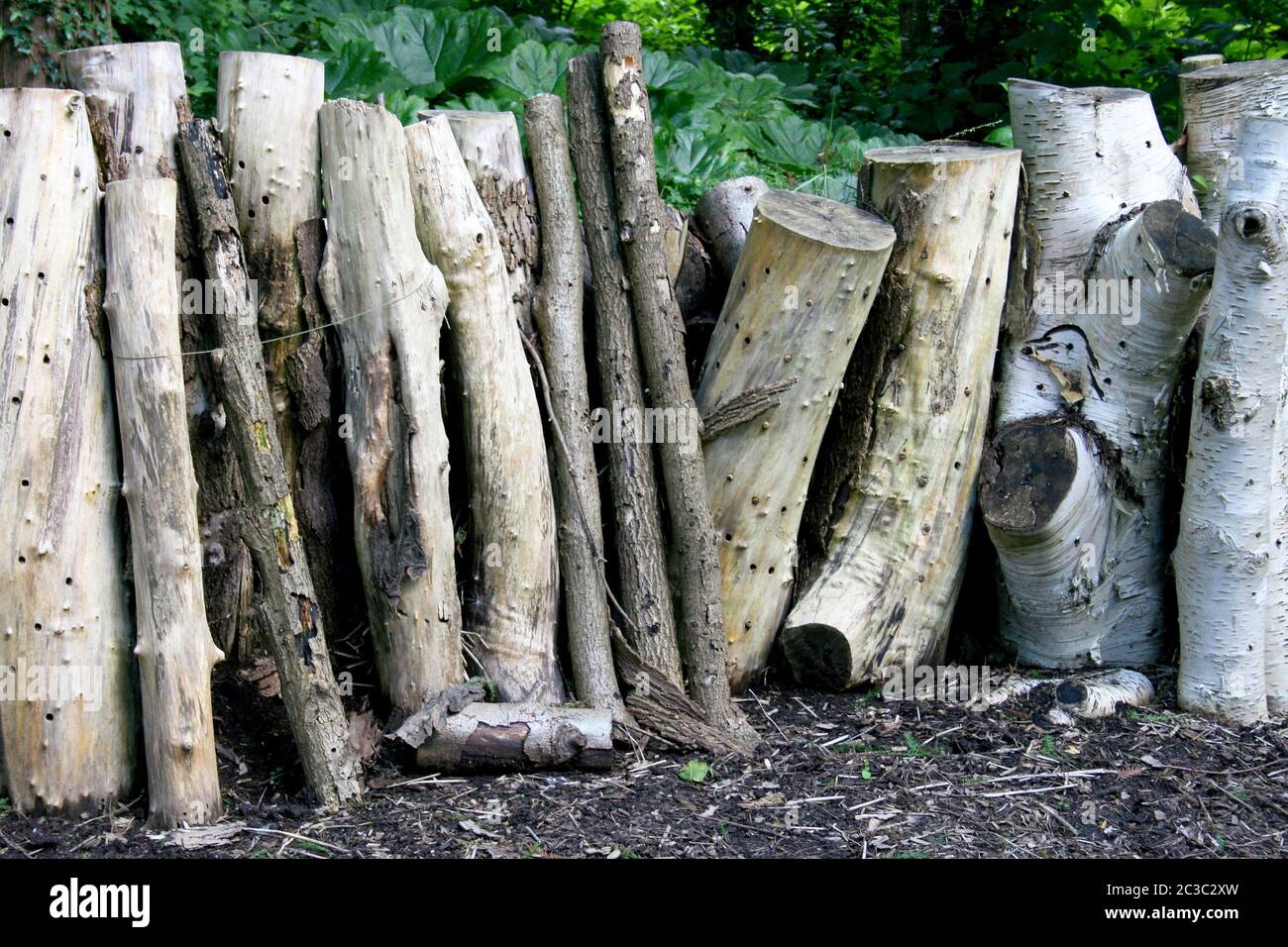 Some larger number of stored standing tree trunks Stock Photo