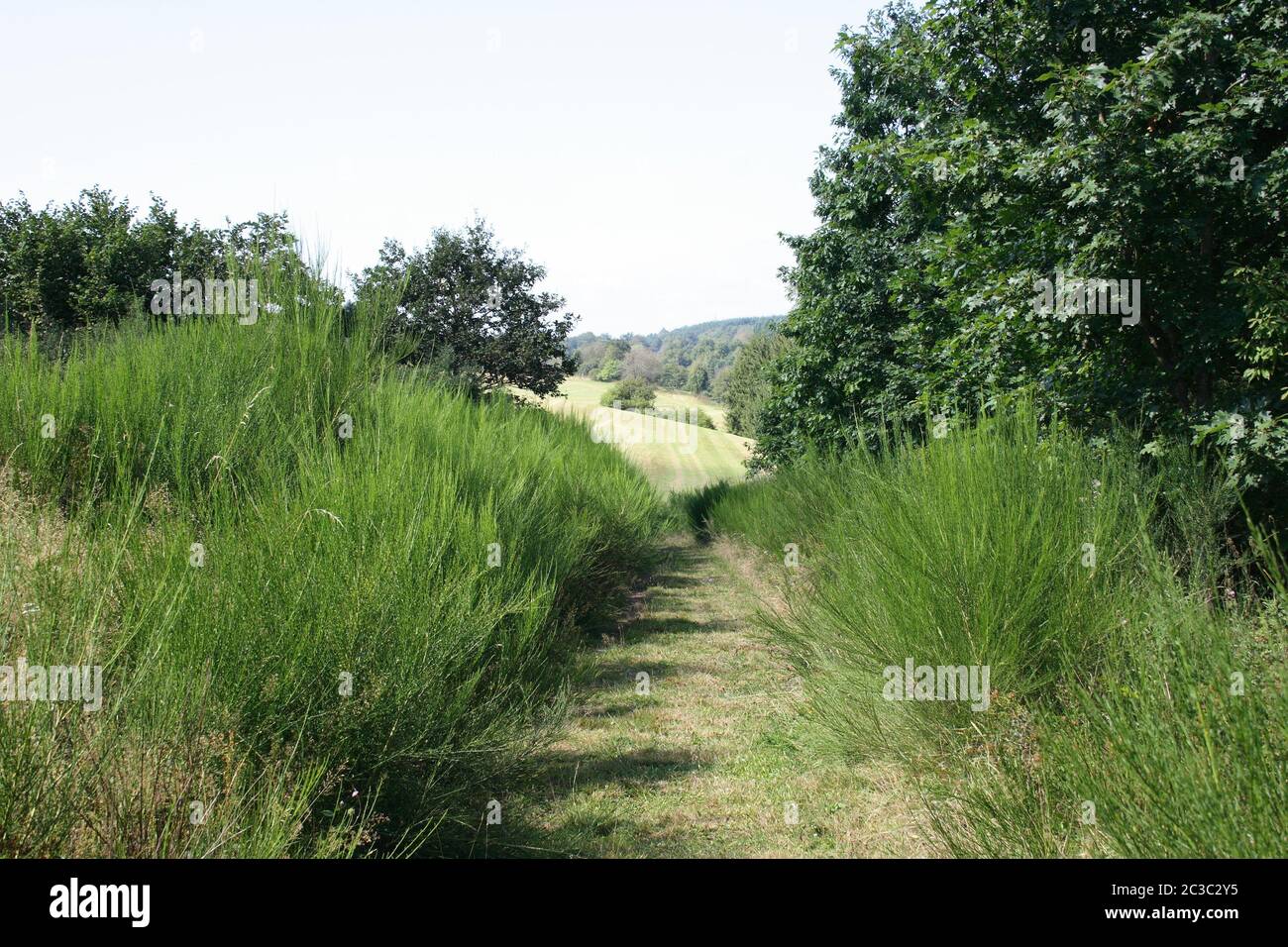 A trimmed from shrubs of narrow dirt road Stock Photo