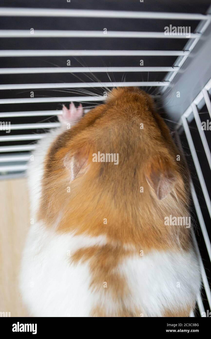 Syrian hamster against the bars of cage Stock Photo Alamy