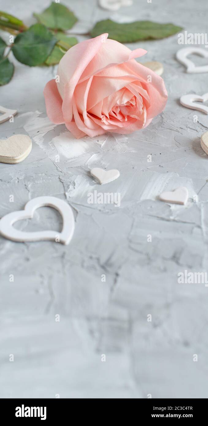 Pink rose with hearts on a grey background Stock Photo - Alamy