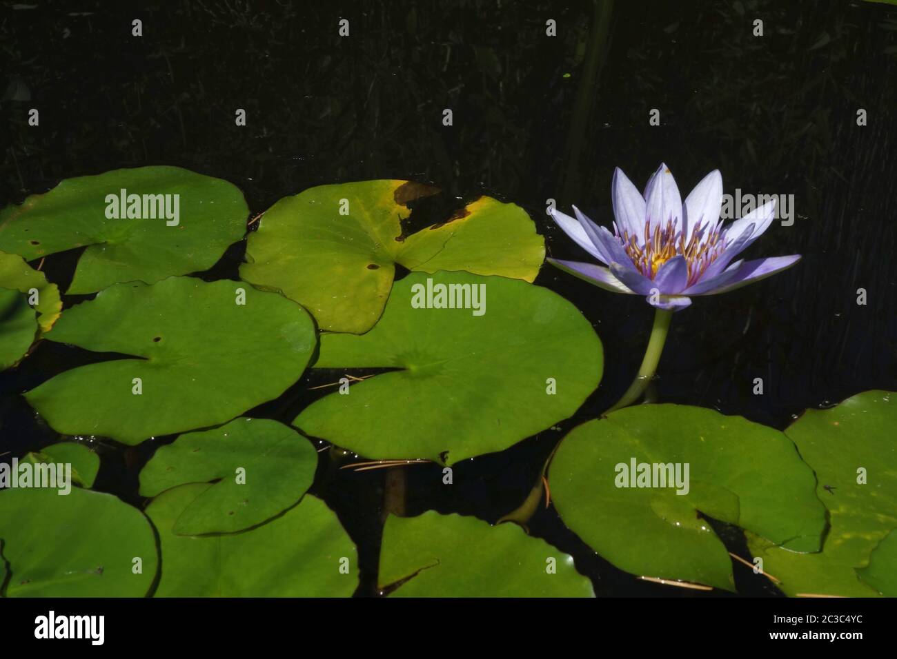 Water lily Stock Photo