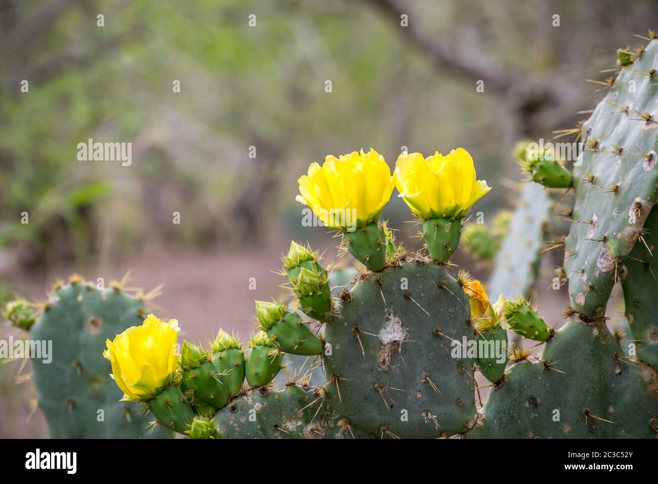 A yellow green flowering cactus plants in Estero Llano Grande State