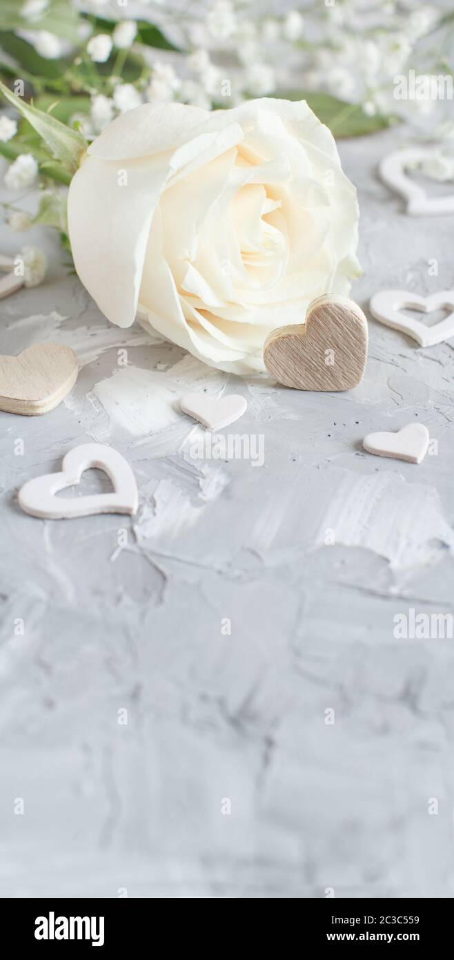 Cream rose with hearts on a grey background Stock Photo - Alamy