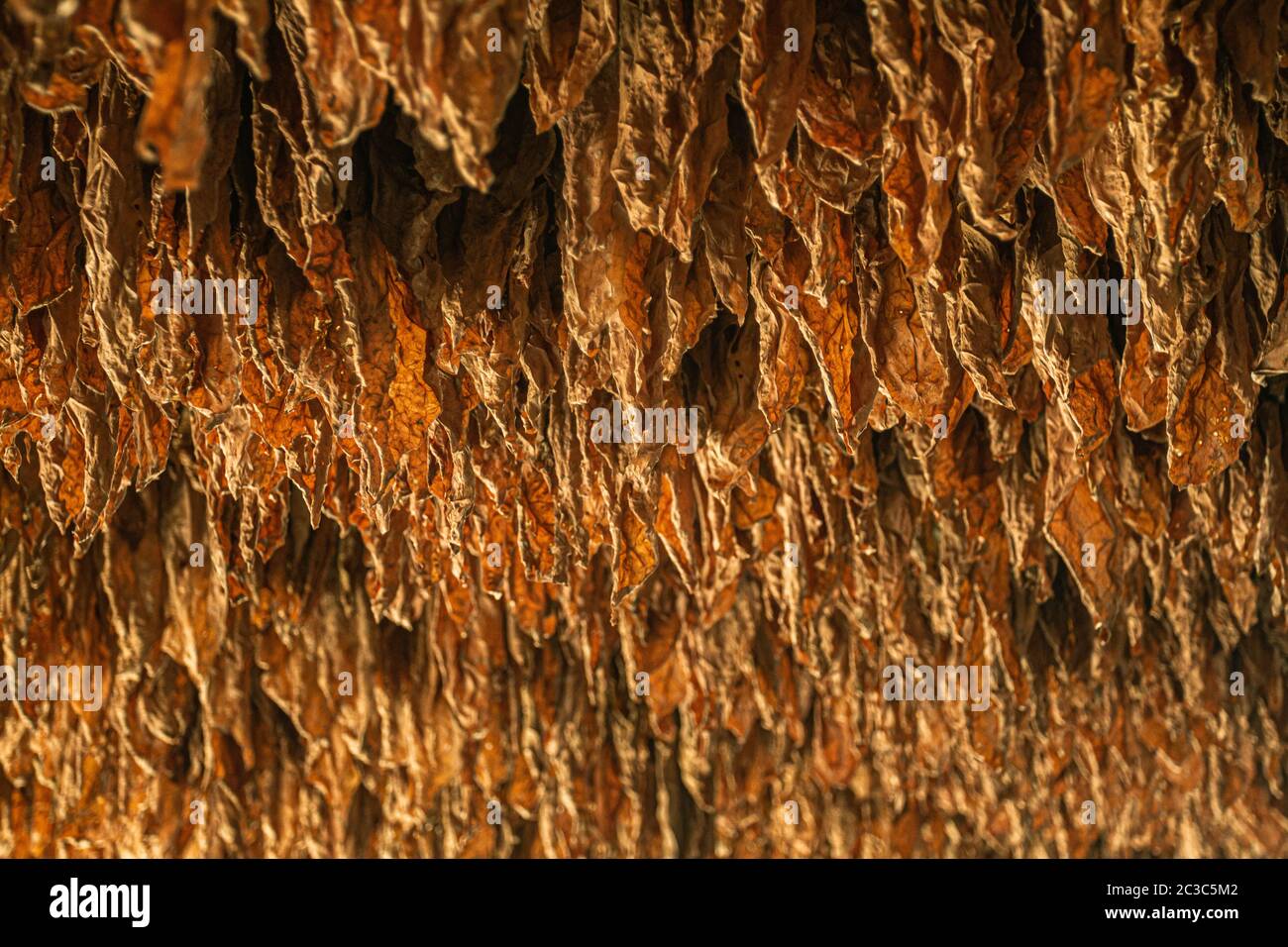 rows of tobacco dry leaves hang in a barn. rural crop traditionally harvested plantation, low angle shot looking up Stock Photo