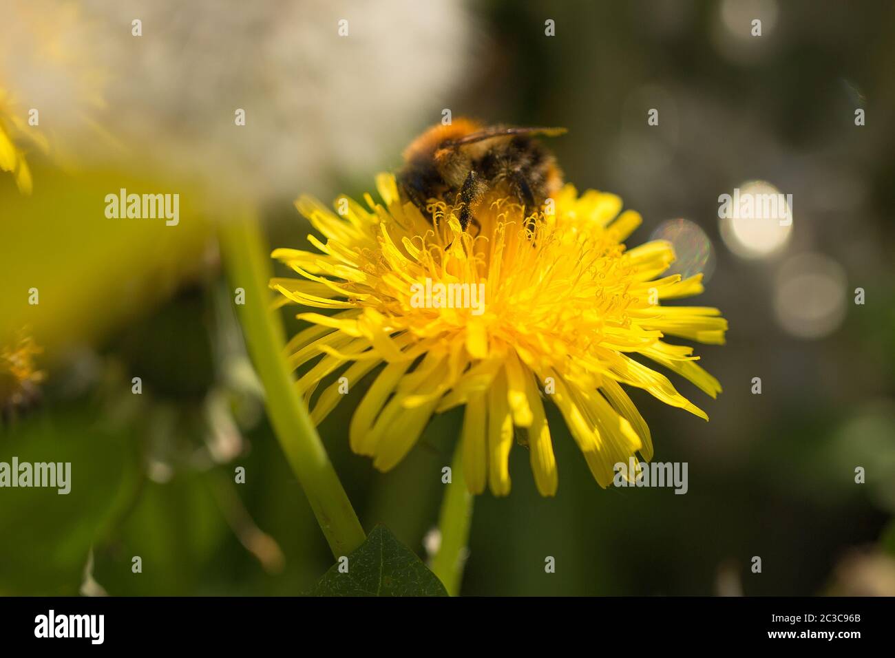 Flying honey bee hi-res stock photography and images - Alamy