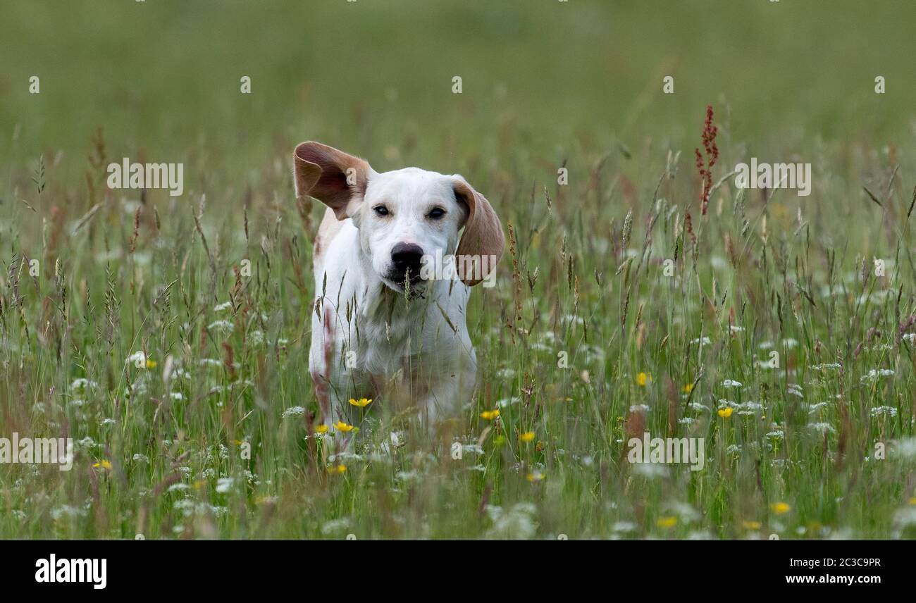 Fox hound pup, running across a hay meadow. North Yorkshire, UK. Stock Photo