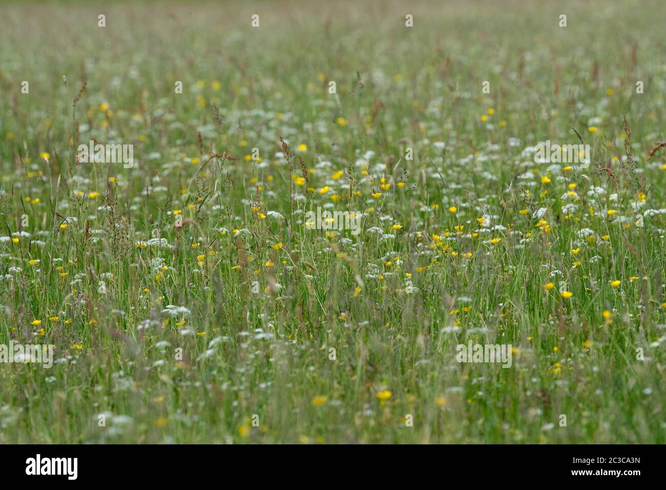 Insects flower meadow uk farming hi-res stock photography and images ...