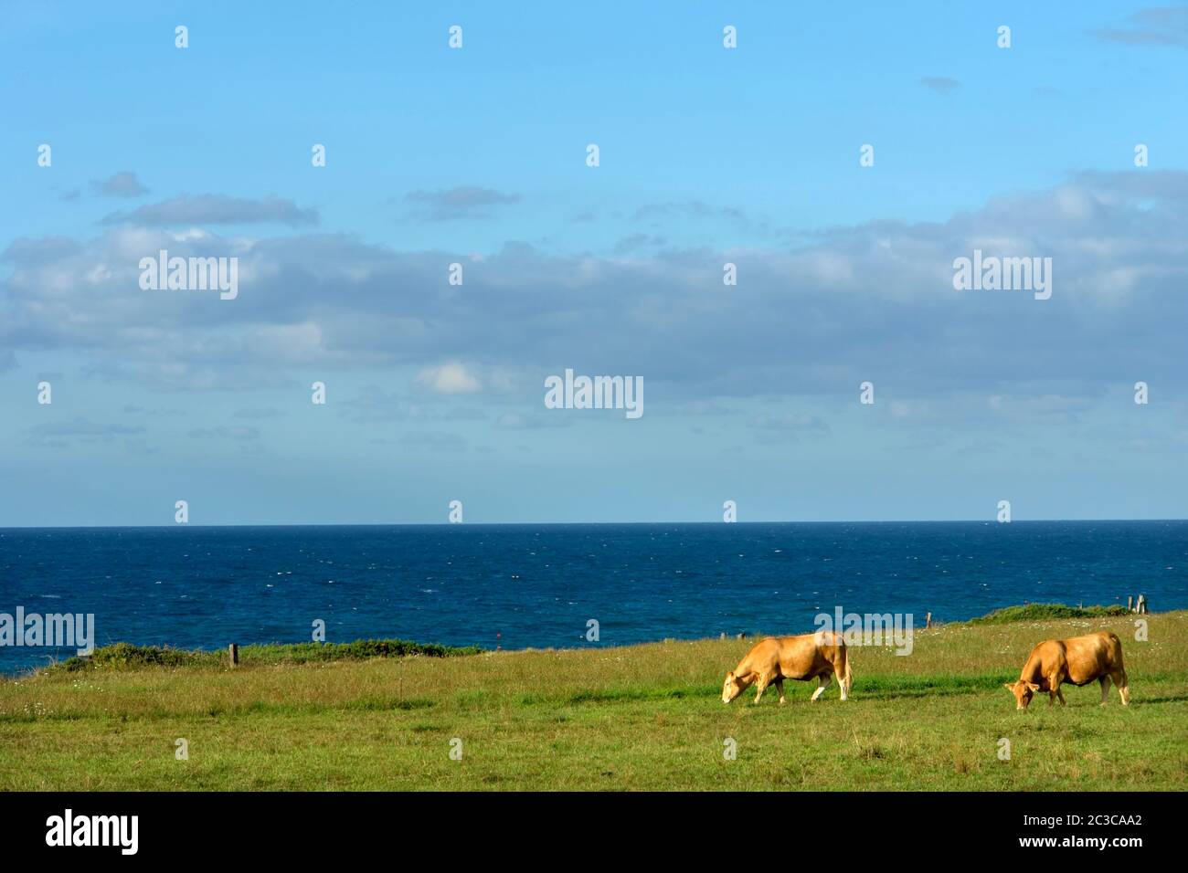 Azores farm cows coast hi-res stock photography and images - Alamy
