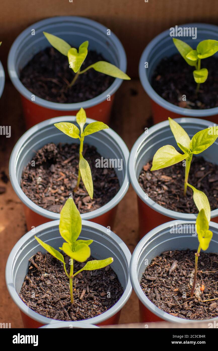 Close up of pepper capsicum seedlings in plant pots Stock Photo Alamy