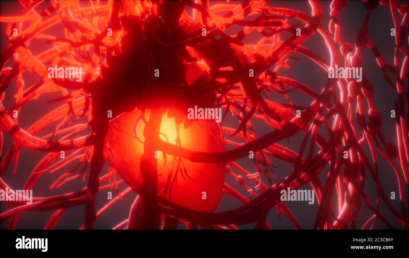 Blood vessel system and heart Stock Photo - Alamy