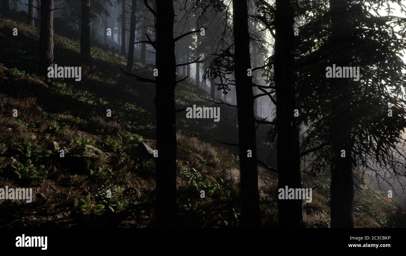 Calm moody forest in misty fog in the morning Stock Photo - Alamy