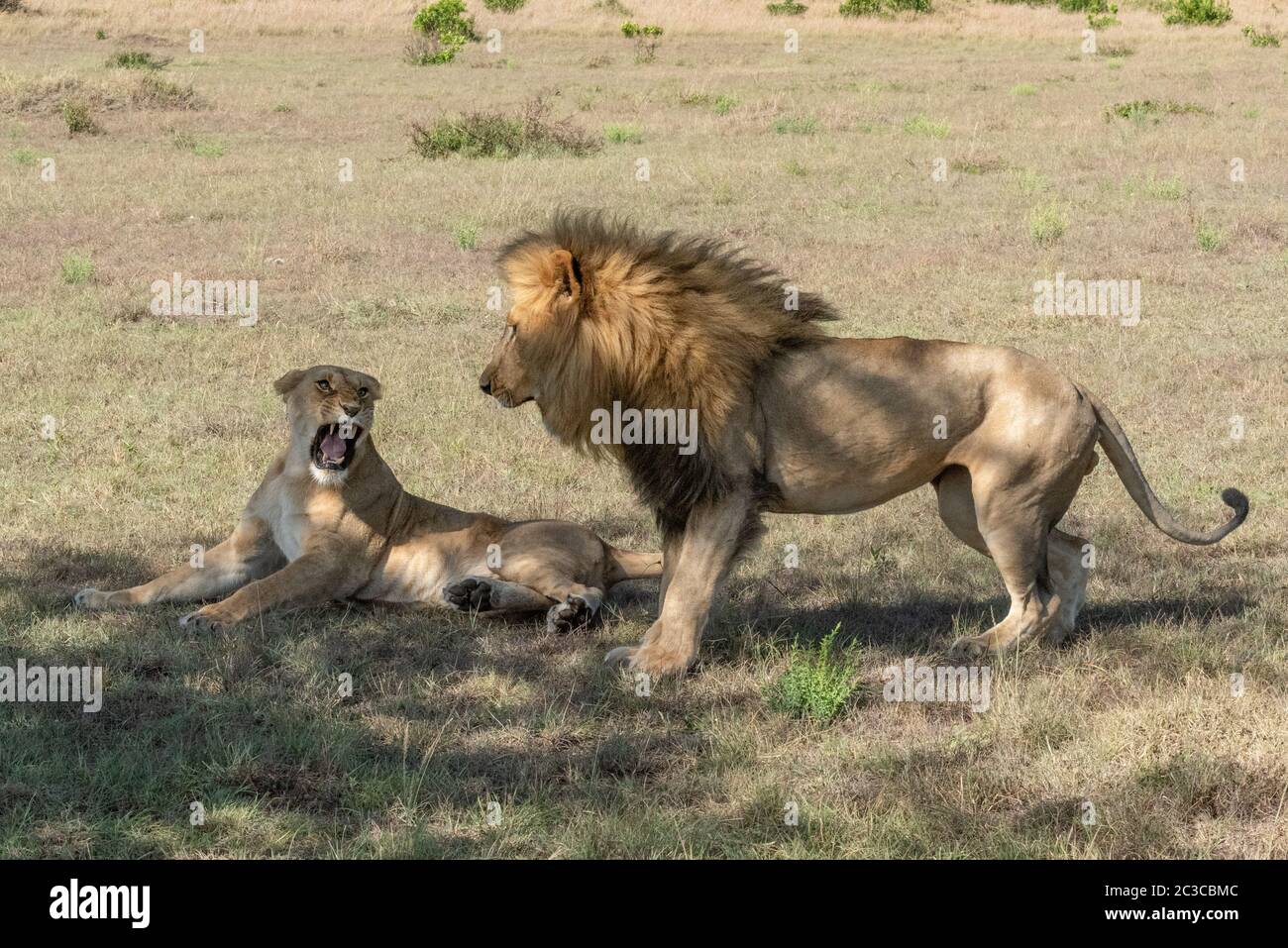 Snarling female african lion panthera leo hi-res stock photography and ...
