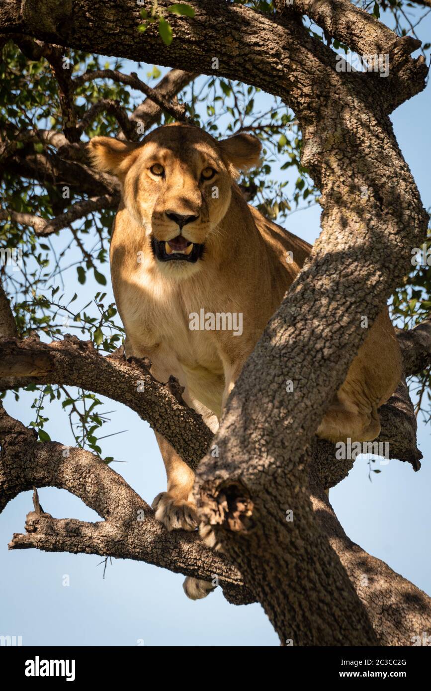 Lioness sits looking down from twisted branches Stock Photo