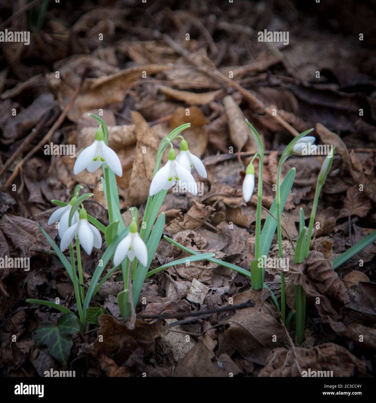 Snodrops breaking through withered leaves in spring Stock Photo