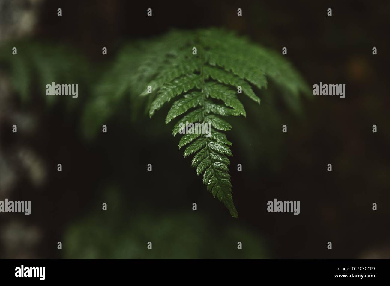 Green fern fresh leaves pattern hi-res stock photography and images - Alamy