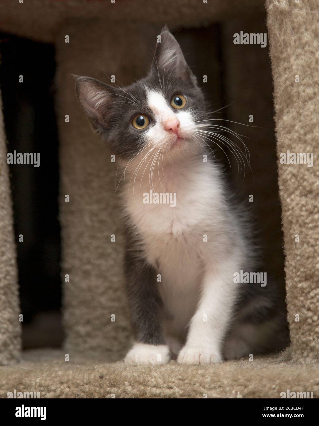 Portrait of a fuzzy little grey and white kitten Stock Photo